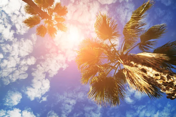 Hoge Palmbomen Een Blauwe Hemel Met Witte Wolken Felle Zon — Stockfoto