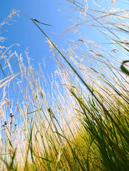 Grünes Gras Und Blauer Himmel Mit Wolken — Stockfoto