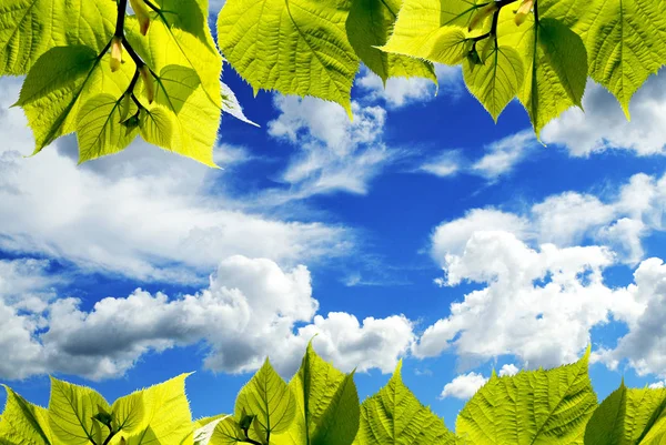 Natuur Achtergrond Met Vertrekt Rand Met Warme Zomerdag Zon — Stockfoto