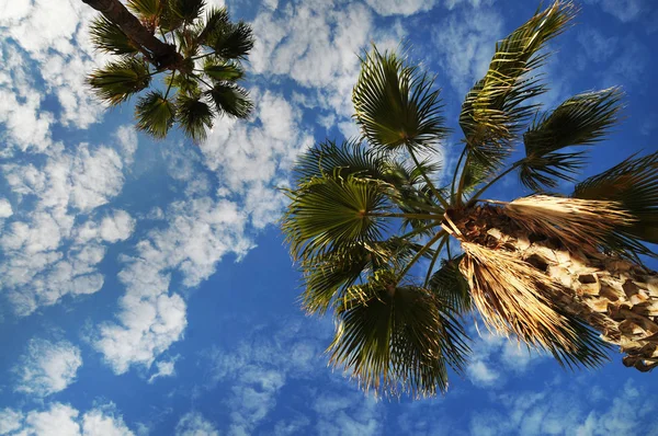 Hoge Palmbomen Een Blauwe Hemel Met Witte Wolken — Stockfoto