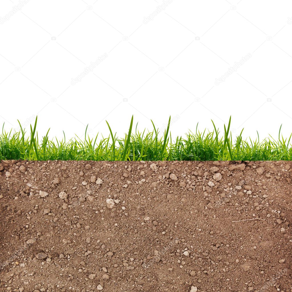 Green grass on the soil, isolated on white