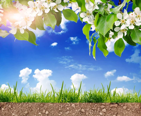 Grünes Gras Auf Dem Boden Sonnigen Tagen Mit Blühenden Ästen — Stockfoto