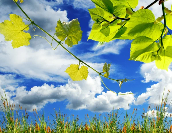 Yeşil Yaprakları Yeşil Çimenlerin Üzerinde Mavi Gökyüzü Bulutlar Beyaz Arka — Stok fotoğraf