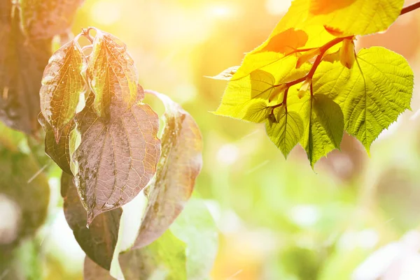 Green Nature Background Sunny Day Tree Branches — Stock Photo, Image