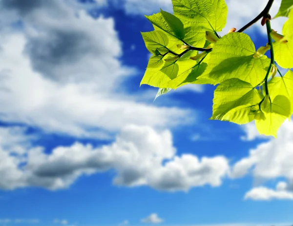 青い空と白い雲の背景に緑の葉の枝 — ストック写真