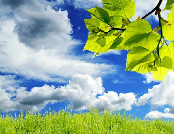 Branch Green Leaves Green Grass Background Blue Sky White Clouds — Stock Photo, Image