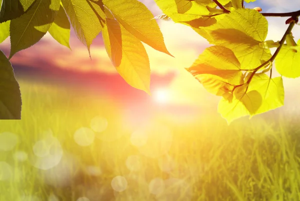 Takken Met Groene Bladeren Wazige Achtergrond Met Gras Lucht Zonsondergang — Stockfoto