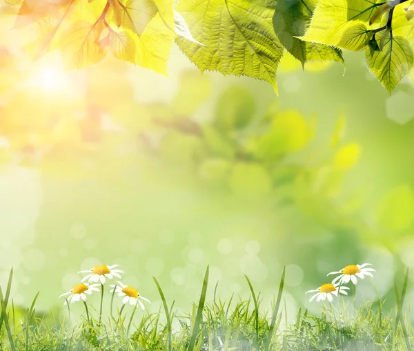 Grüne Blätter Und Gras Mit Kamillenblüten Vor Verschwommenem Frühlingshintergrund Mit — Stockfoto