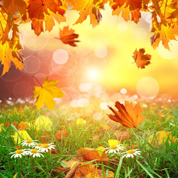 Herbstpark Mit Fallenden Ahornblättern Grünem Gras Kamillenblüten Und Verschwommenem Hintergrund — Stockfoto