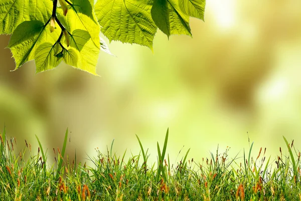 Zielone Liście Trawą Tle Rozmytej Przyrody — Zdjęcie stockowe