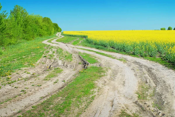 Dirt Road Green Grass Forest Field Yellow Rapeseed Blue Sky — Stock Photo, Image