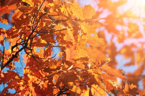 Boomtakken Met Sinaasappelbladeren Het Herfstbos Met Zonlicht — Stockfoto