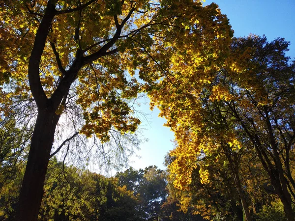 Деревья Желтыми Листьями Осеннем Лесу Голубым Небом — стоковое фото