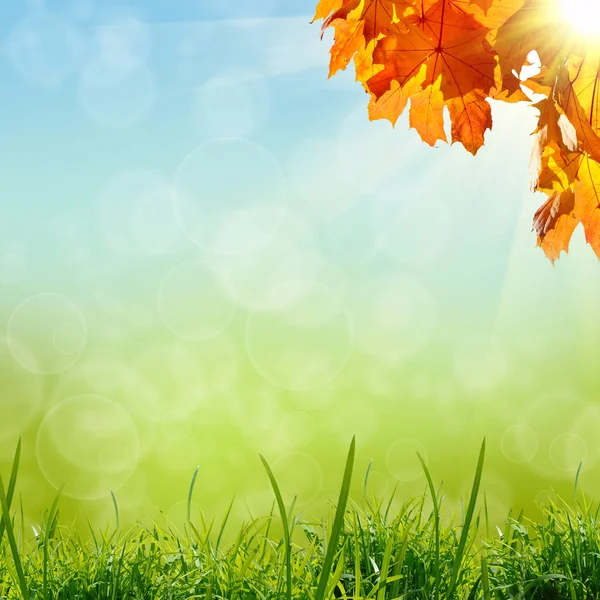 Sonbahar Akçaağaç Yapraklı Dallar Mavi Yeşil Renkli Arka Plan Güneş — Stok fotoğraf