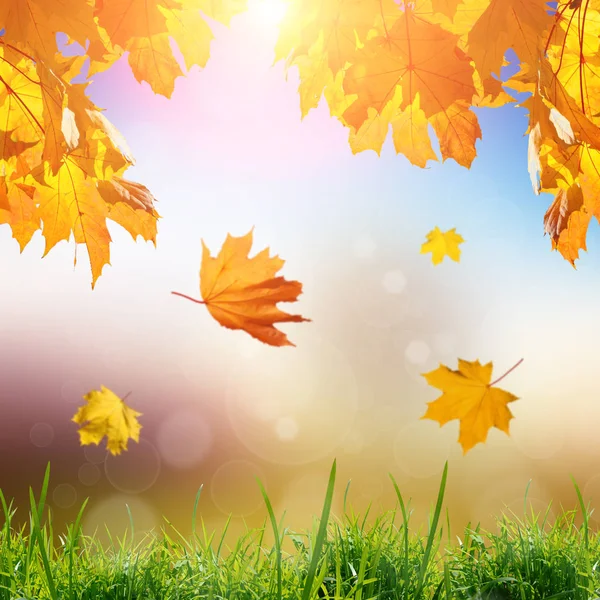 Yellow Orange Leaves Falling Green Grass Autumn Colorful Blurred Background — Stock Photo, Image