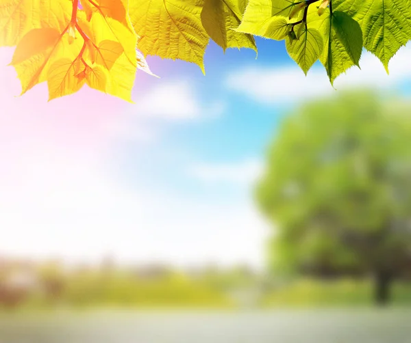 Green Leaves Grass Blurred Background Spring Park Blue Sky Sunlight — Stock Photo, Image