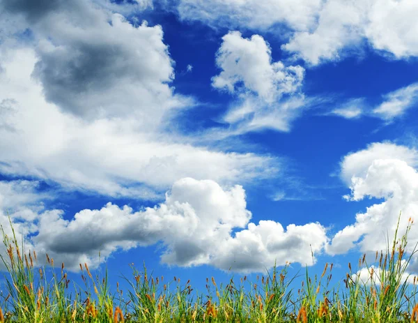 Flowers Border Blue Sky White Clouds — Stock Photo, Image