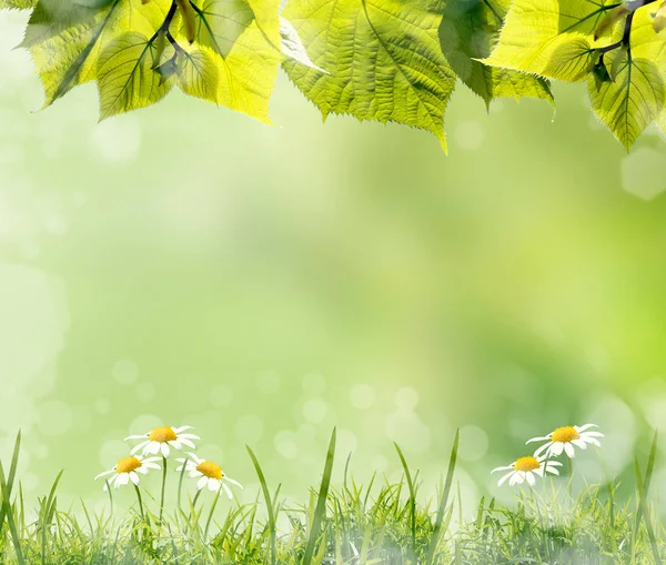 Zelené Listy Tráva Heřmánky Květy Proti Rozmazané Jarní Pozadí — Stock fotografie