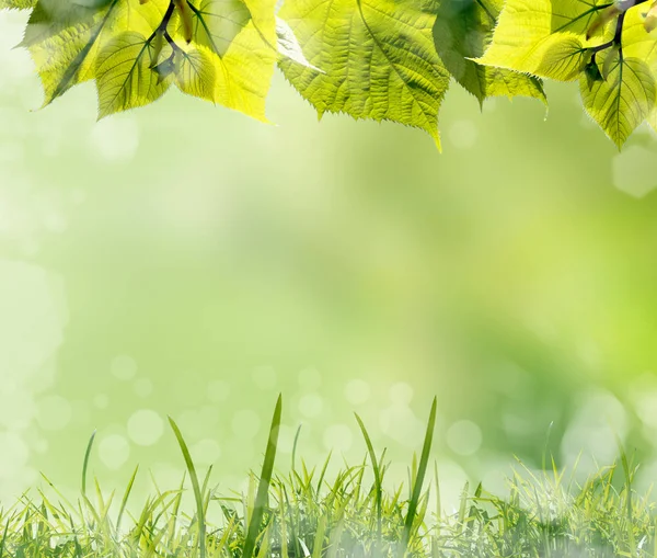 Grüne Blätter Und Gras Vor Verschwommenem Frühlingshintergrund — Stockfoto