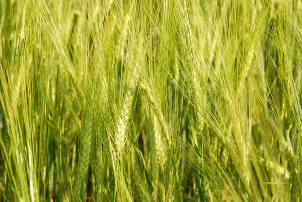 Close Field Green Wheat Spring — Stock Photo, Image