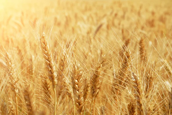 Close Field Golden Ripe Wheat Sunlight — Stock Photo, Image