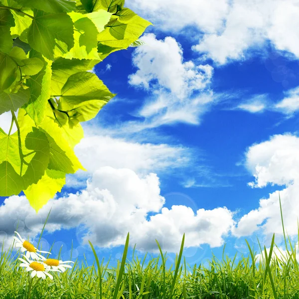 Zielone Liście Trawą Kwiatami Stokrotki Przeciwko Błękitnemu Niebu Białymi Chmurami — Zdjęcie stockowe