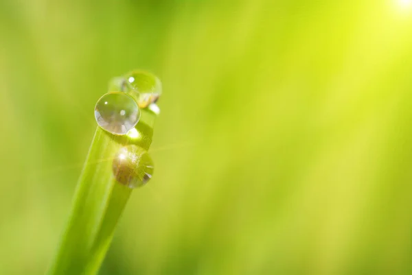 Close Large Drops Fresh Morning Dew Green Grass — Stock Photo, Image
