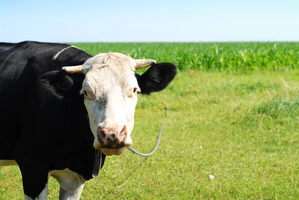 在碧绿的草地上 蓝天映衬下的黑白奶牛 — 图库照片