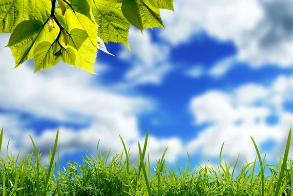 Çimenli Yeşil Yapraklar Bulanık Mavi Gökyüzü Beyaz Bulutlar — Stok fotoğraf