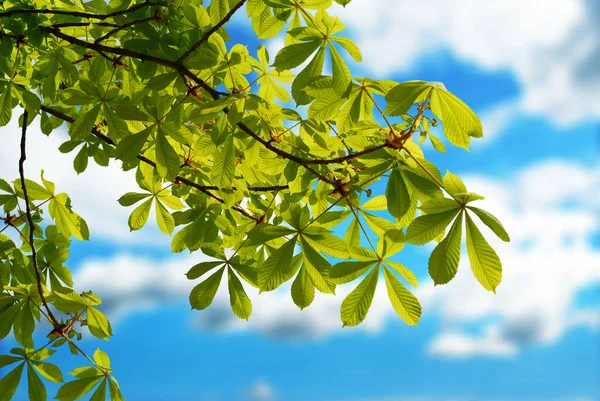 Ветви Деревьев Зелеными Листьями Ореха Фоне Размытого Голубого Неба Облаками — стоковое фото