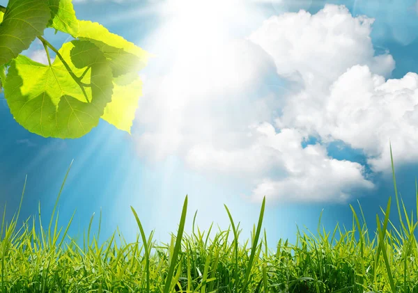 Yazın Parlayan Güneşle Yeşil Doğa Arka Planı — Stok fotoğraf