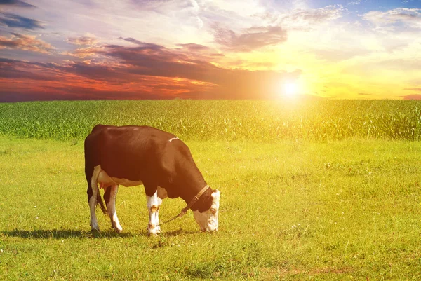 Vaca Negra Blanca Campo Hierba Verde Contra Cielo Con Puesta —  Fotos de Stock