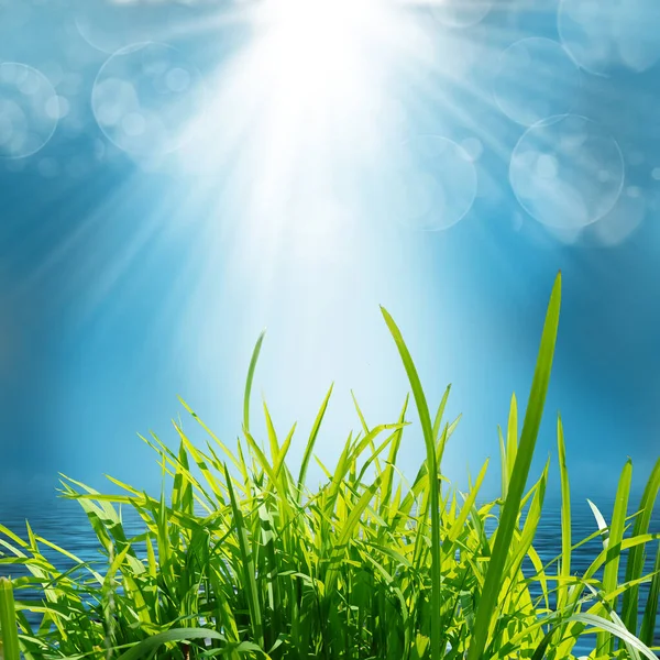 Den Gröna Naturen Bakgrund Sommaren Med Bokeh — Stockfoto