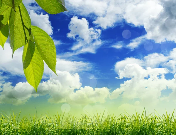 Çimenli Yeşil Doğa Arka Planı — Stok fotoğraf