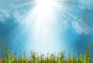 Yazın yeşil doğa arka planı