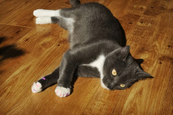 Γάτα Ξαπλωμένη Ξύλινο Πάτωμα — Φωτογραφία Αρχείου