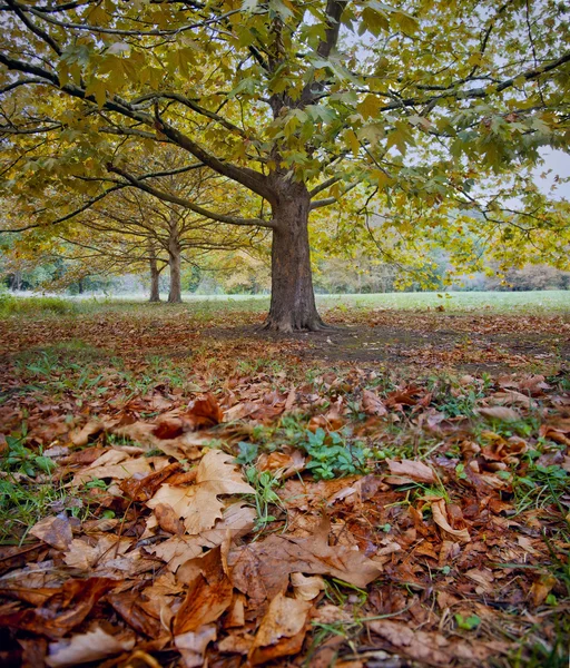 Árbol de platano en un parque de otoño — Foto de Stock