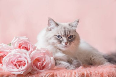 Neva masquerade kedi