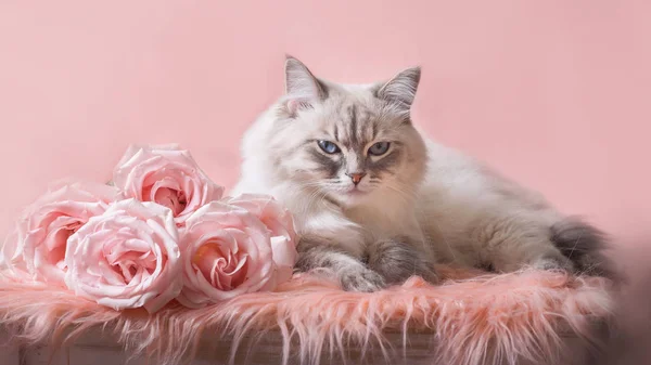Невская кошка-маскарад — стоковое фото