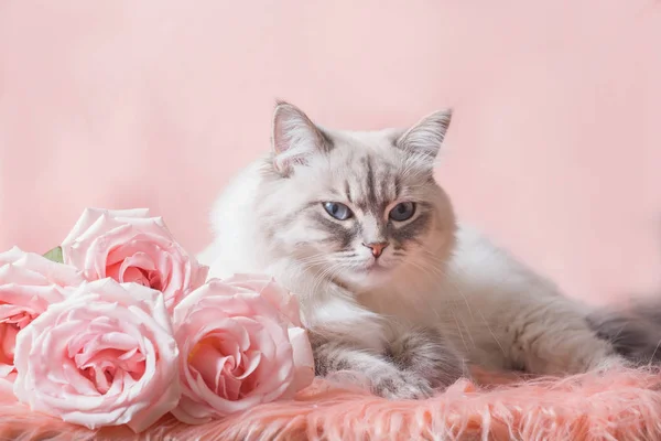 Невская кошка-маскарад — стоковое фото