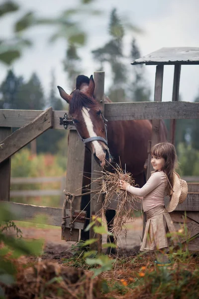 Süßes Mädchen füttert ihr Pferd auf der Koppel — Stockfoto
