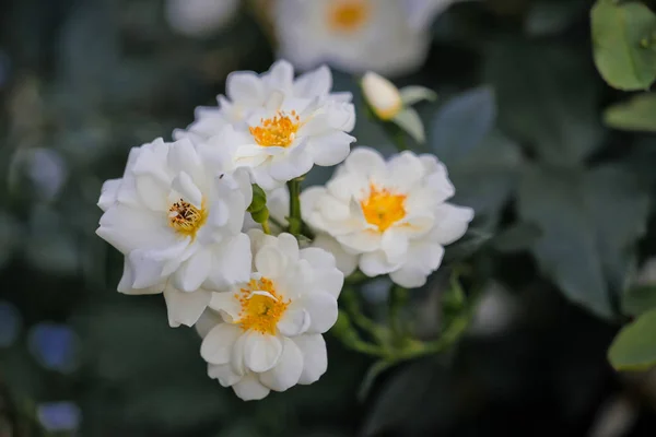 Wit wilde steeg dicht bij zomerdag — Stockfoto