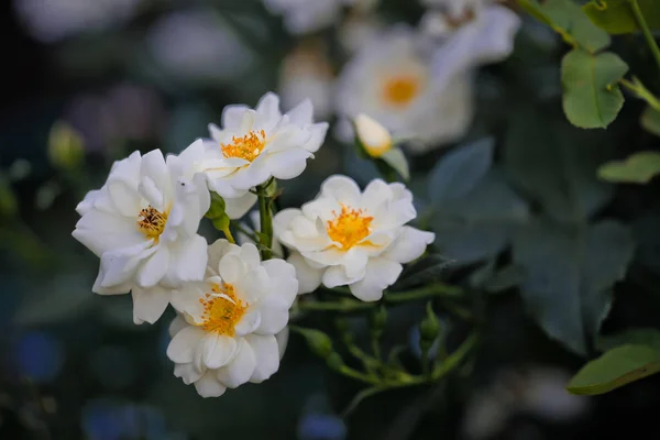 Rosa silvestre blanca de cerca en el día de verano —  Fotos de Stock