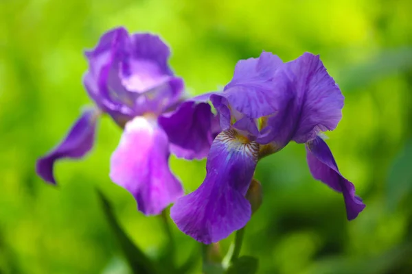 Květ fialový iris — Stock fotografie