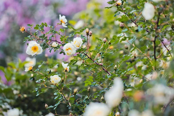 Weiße Wildrose aus nächster Nähe an einem Sommertag — Stockfoto