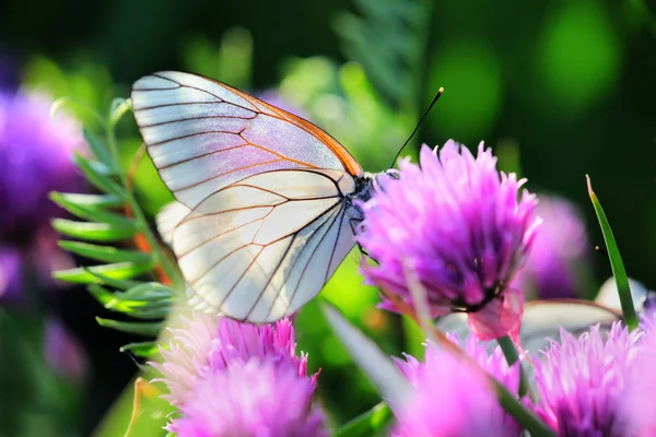 The large white on a chive flowers — Stock Photo, Image