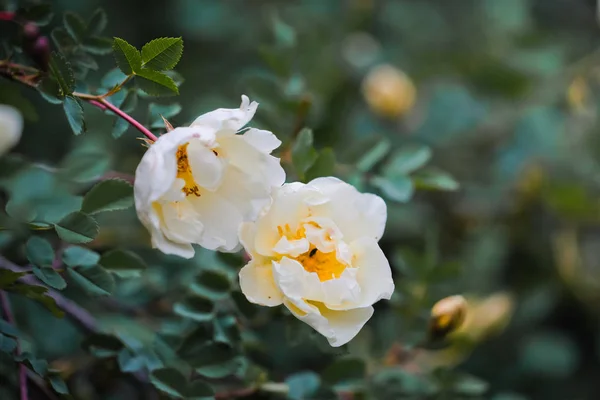 Rosa silvestre blanca de cerca en el día de verano —  Fotos de Stock