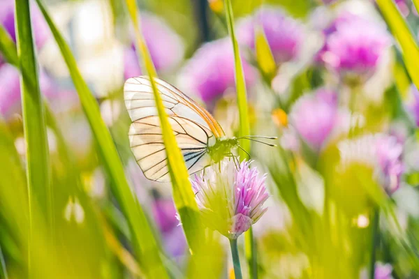 The large white on a chive flowers — Stock Photo, Image