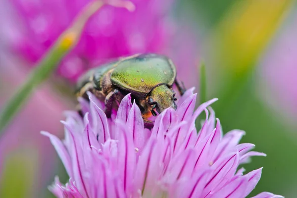 A rosa verde chafer em flores de cebolinha — Fotografia de Stock