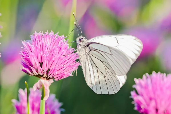 The large white on a chive flowers — Stock Photo, Image